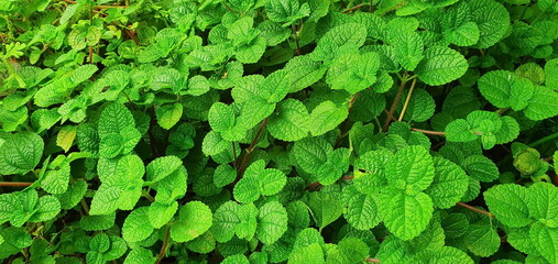 Pilea nummulariifolia or Creeping Charlie. A plant with succulent stems, bright green to magenta. It is popular to cover the soil or as a hanging pot.The leaves are like mint that are used for cooking