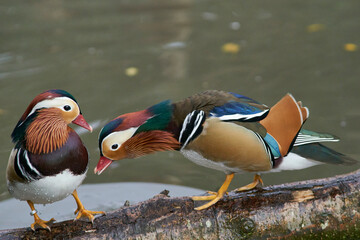 Male Mandarin Duck (Aix galericulata) exhibiting their ornate plumage at Slimbridge in...