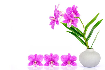 Tropical fresh violet orchid flowers with water dew drops and shadow isolated on white background. 