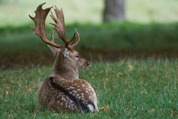 Large male Fallow Deer (Dama dama) lying under a tree during the rutting season in the Cotswolds, England.