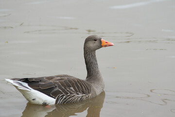 Greylag Geese (Anser anser) on a lake during winter at Slimbridge in Gloucestershire, England. 
