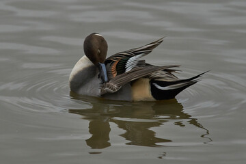 Male Northern Pintail (Anas acuta) on a lake at Slimbridge in Gloucestershire whilst wintering in the United Kingdom. 