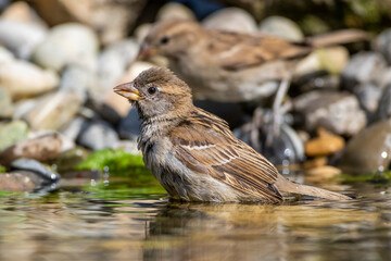 Haussperling (Passer domesticus) Jugendlich