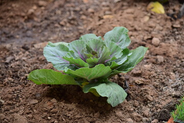 Green leafy vegetables in the daytime have a beautiful color.