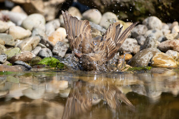 Haussperling (Passer domesticus) Jugendlich