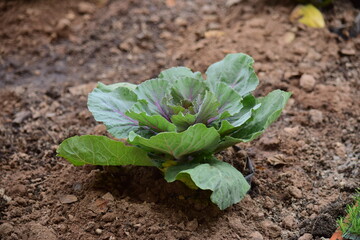 Green leafy vegetables in the daytime have a beautiful color.