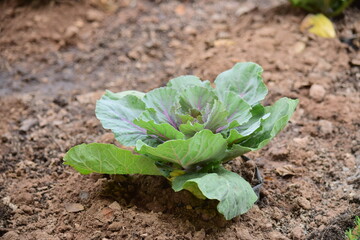 Green leafy vegetables in the daytime have a beautiful color.