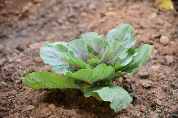 Green leafy vegetables in the daytime have a beautiful color.