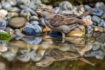Haussperling (Passer domesticus) Jugendlich