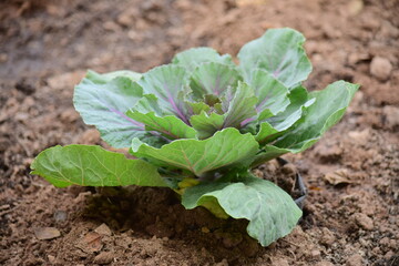 Green leafy vegetables in the daytime have a beautiful color.
