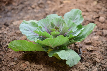 Green leafy vegetables in the daytime have a beautiful color.