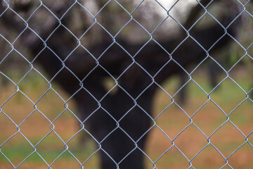 metal mesh fence, Mallorca, Balearic Islands, Spain