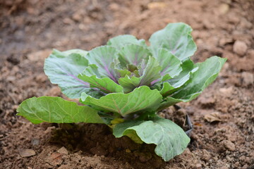 Green leafy vegetables in the daytime have a beautiful color.