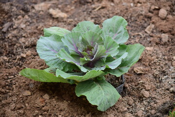 Green leafy vegetables in the daytime have a beautiful color.