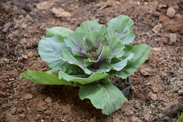 Green leafy vegetables in the daytime have a beautiful color.