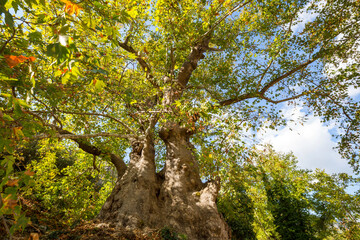 Big tree in Turkey