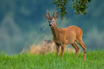 Rehbock (Capreolus capreolus)