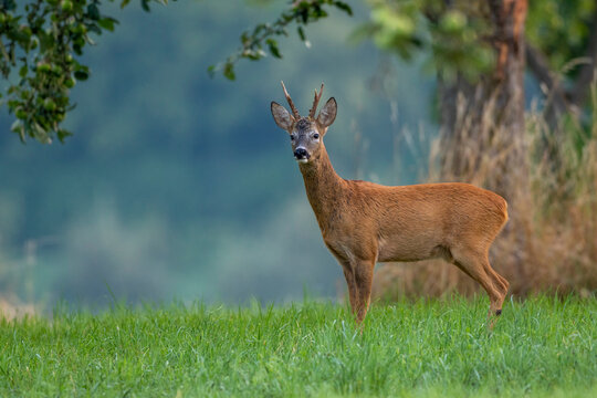 Rehbock (Capreolus capreolus)