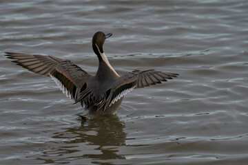Male Northern Pintail (Anas acuta) on a lake at Slimbridge in Gloucestershire whilst wintering in the United Kingdom. 