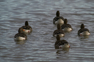 Greylag Geese (Anser anser) on a lake during winter at Slimbridge in Gloucestershire, England. 