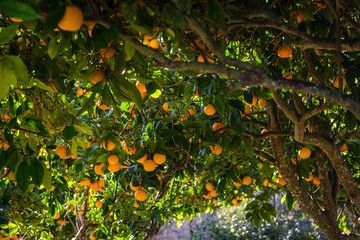 oranges on the tree, Lloret de Vista Alegre, Mallorca, Balearic Islands, Spain