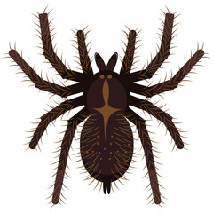 Shaggy tarantula on a white background. Spooky poisonous spider. Vector illustration