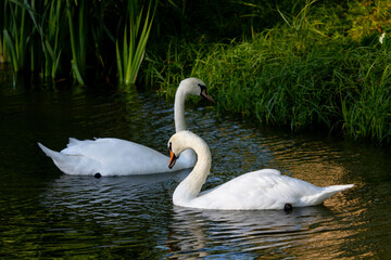 swans on the lake