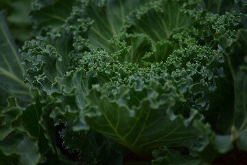 Green leafy vegetables in the daytime have a beautiful color.