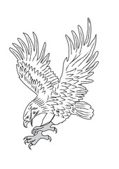 HAWK 