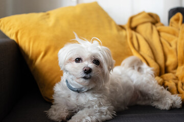 Portrait of a Maltese Bichon white dog looking curiously at the camera on a grey couch with a yellow  blanket after some mischief