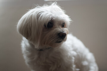 Portrait of a Maltese Bichon white dog