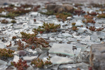 Broken glass on the ground with vegetation around