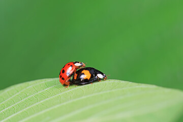Ladybugs mate on weeds, North China Plain
