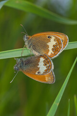 Fototapeta premium Coenonympha arcania, Weißbindiges Wiesenvögelchen, DE, RLP, Gönnersdorf, Eifel 2020/06/07 12:29:01