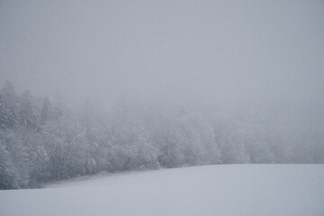 snow covered trees by valley