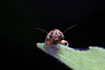 Leaf beetles inhabit wild plants in North China