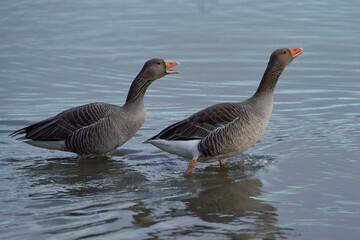 Fototapeta premium Greylag Geese (Anser anser) on a lake during winter at Slimbridge in Gloucestershire, England. 