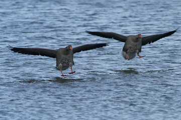 Greylag Geese (Anser anser) coming in to land on a lake during winter at Slimbridge in Gloucestershire, England. 