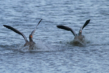 Fototapeta premium Greylag Geese (Anser anser) coming in to land on a lake during winter at Slimbridge in Gloucestershire, England. 