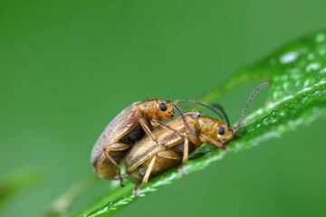 Leaf beetles inhabit wild plants in North China
