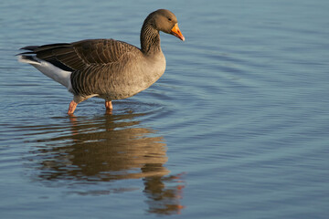 Greylag Geese (Anser anser) on a lake during winter at Slimbridge in Gloucestershire, England. 
