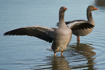 Greylag Geese (Anser anser) on a lake during winter at Slimbridge in Gloucestershire, England. 