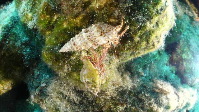 hermit crabs mating or fighting underwater for the shell behaviour ocean scenery