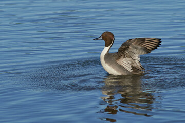 Male Northern Pintail (Anas acuta) on a lake at Slimbridge in Gloucestershire whilst wintering in the United Kingdom. 