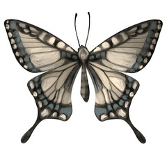 Colored butterfly dtjial oil painting. Design element for cards, patterns, wallpapers, posters. Realistic drawing. Element from the set.