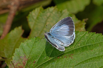 Celastrina argiolus, Faulbaumbläuling,DE, NRW, Leverkusen-Opladen 2020/06/21 06:55:54