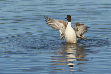 Male Northern Pintail (Anas acuta) on a lake at Slimbridge in Gloucestershire whilst wintering in the United Kingdom. 