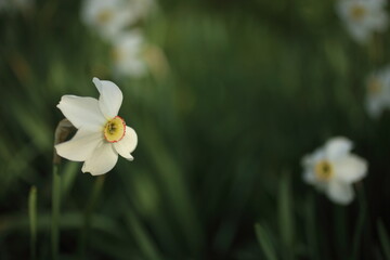 White narcissuses blooming in spring garden, green background