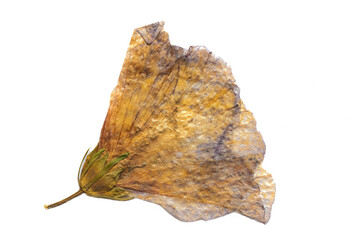 dried yellow flower with purple spots and green leaves on white background. Macro image, top view