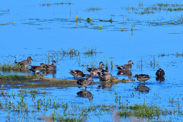 Schnatternten, Löffelente und Knäkenten und Graugänse	